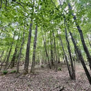 Photo #19 of SOLD property in Off Buck Rd, Middlesex, NC 98.0 acres