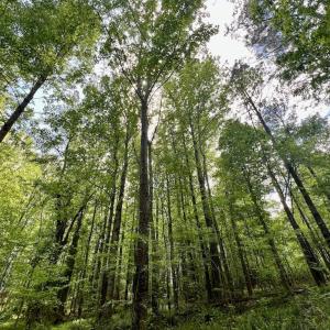Photo #21 of SOLD property in Off Buck Rd, Middlesex, NC 98.0 acres