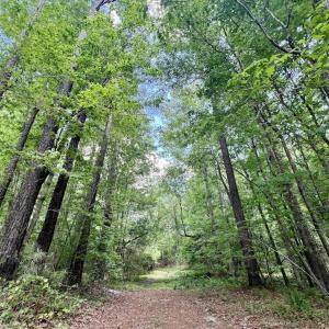Photo #25 of SOLD property in Off Buck Rd, Middlesex, NC 98.0 acres