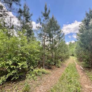 Photo #29 of SOLD property in Off Buck Rd, Middlesex, NC 98.0 acres