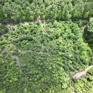 Photo #35 of SOLD property in Off Buck Rd, Middlesex, NC 98.0 acres