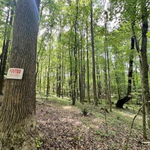 Photo #5 of SOLD property in Off Buck Rd, Middlesex, NC 98.0 acres