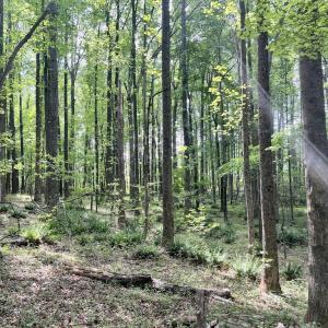 Photo #9 of SOLD property in Off Buck Rd, Middlesex, NC 98.0 acres