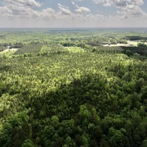 Photo #16 of SOLD property in Off Buck Rd, Middlesex, NC 98.0 acres