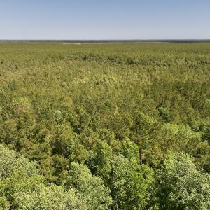 Photo #2 of SOLD property in Off George Road, Havelock, NC 10.4 acres