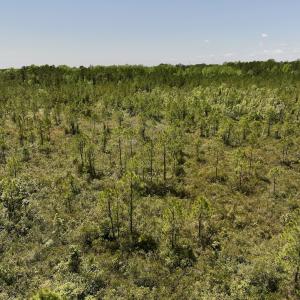 Photo #12 of SOLD property in Off George Road, Havelock, NC 10.4 acres