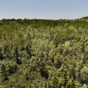 Photo #13 of SOLD property in Off George Road, Havelock, NC 10.4 acres