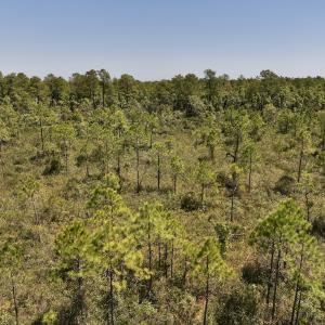 Photo #14 of Off George Road, Havelock, NC 10.4 acres
