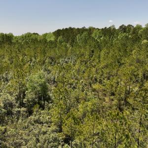 Photo #15 of SOLD property in Off George Road, Havelock, NC 10.4 acres