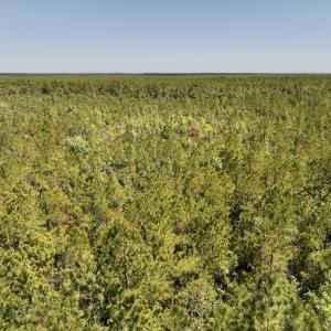 Photo #16 of SOLD property in Off George Road, Havelock, NC 10.4 acres