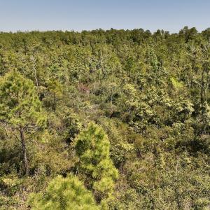 Photo #17 of Off George Road, Havelock, NC 10.4 acres