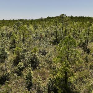 Photo #18 of SOLD property in Off George Road, Havelock, NC 10.4 acres