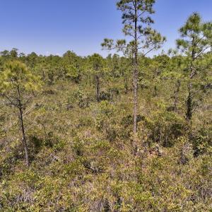 Photo #20 of SOLD property in Off George Road, Havelock, NC 10.4 acres