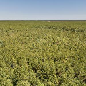 Photo #3 of SOLD property in Off George Road, Havelock, NC 10.4 acres