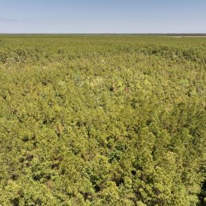 Photo #4 of SOLD property in Off George Road, Havelock, NC 10.4 acres