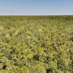 Photo #5 of SOLD property in Off George Road, Havelock, NC 10.4 acres