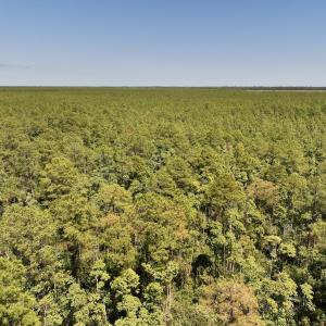 Photo #8 of SOLD property in Off George Road, Havelock, NC 10.4 acres
