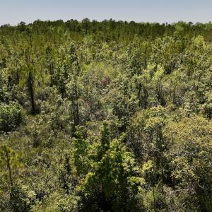Photo #23 of SOLD property in Off George Road, Havelock, NC 10.4 acres