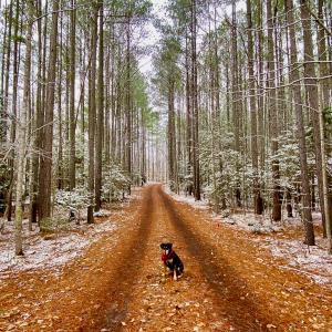 Photo #5 of SOLD property in 1094 Gardners Road, Mineral, VA 23.7 acres