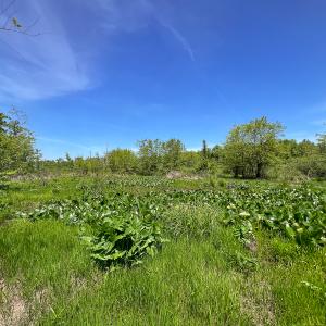 Photo #40 of SOLD property in 1094 Gardners Road, Mineral, VA 23.7 acres