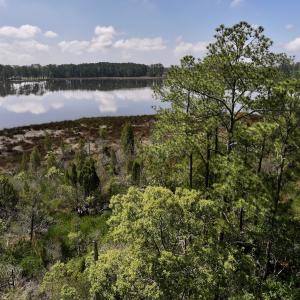 Photo #16 of Lot 70 Winfield Lane, Pinetown, NC 1.7 acres