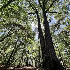 Photo #20 of Lot 70 Winfield Lane, Pinetown, NC 1.7 acres