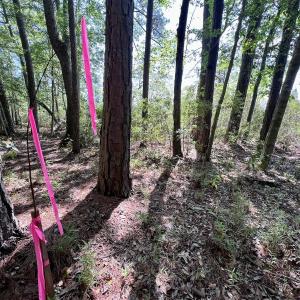 Photo #35 of Lot 70 Winfield Lane, Pinetown, NC 1.7 acres