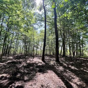 Photo #7 of Lot 70 Winfield Lane, Pinetown, NC 1.7 acres