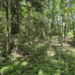 Photo #20 of Off Old County Rd, Belhaven, NC 1.0 acres