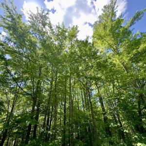 Photo #14 of SOLD property in Off Perry Town Rd, Warrenton, NC 12.9 acres