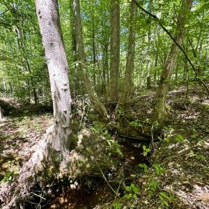Photo #29 of SOLD property in Off Perry Town Rd, Warrenton, NC 12.9 acres
