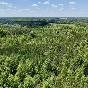 Photo #7 of SOLD property in Off Perry Town Rd, Warrenton, NC 12.9 acres