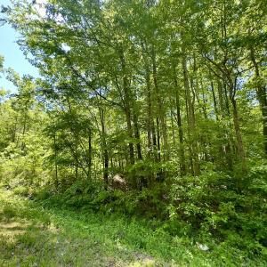 Photo #10 of Off Perry Town Rd, Warrenton, NC 12.9 acres
