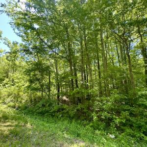 Photo #10 of SOLD property in Off Perry Town Rd, Warrenton, NC 12.9 acres