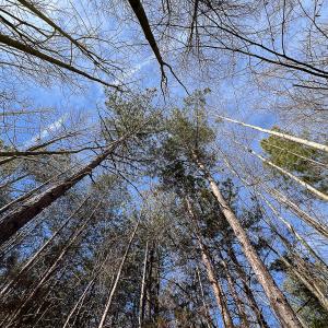 Photo #29 of SOLD property in 268 S Airport Road, Farmville, VA 187.1 acres