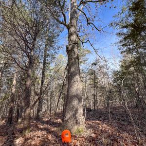 Photo #31 of SOLD property in 268 S Airport Road, Farmville, VA 187.1 acres