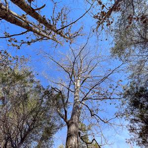 Photo #32 of SOLD property in 268 S Airport Road, Farmville, VA 187.1 acres