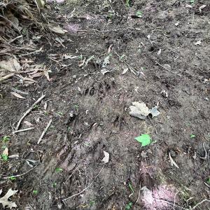 Photo #41 of SOLD property in 268 S Airport Road, Farmville, VA 187.1 acres