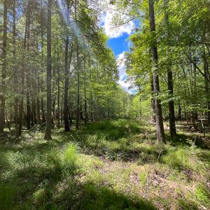 Photo #42 of SOLD property in 268 S Airport Road, Farmville, VA 187.1 acres