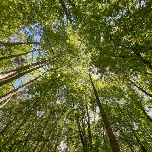 Photo #43 of SOLD property in 268 S Airport Road, Farmville, VA 187.1 acres