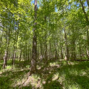 Photo #44 of SOLD property in 268 S Airport Road, Farmville, VA 187.1 acres