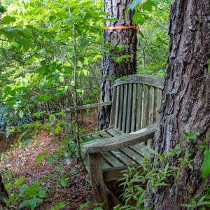 Photo #12 of SOLD property in Off E Indian Caves Rd, Nathalie, VA 20.4 acres