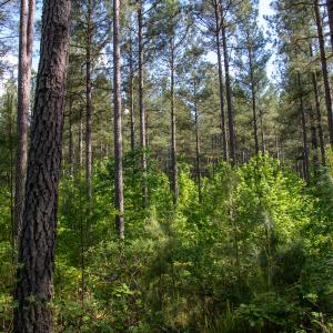 Photo #17 of SOLD property in Off E Indian Caves Rd, Nathalie, VA 20.4 acres