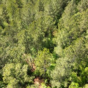 Photo #18 of SOLD property in Off E Indian Caves Rd, Nathalie, VA 20.4 acres