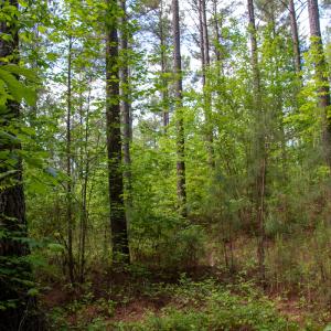 Photo #8 of SOLD property in Off E Indian Caves Rd, Nathalie, VA 20.4 acres