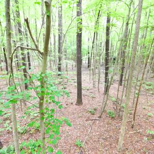 Photo #4 of SOLD property in 161 Crafford Road, Newport News, VA 3.9 acres