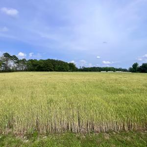 Photo #12 of 481 Nine Mile Rd, Maple Hill, NC 65.3 acres