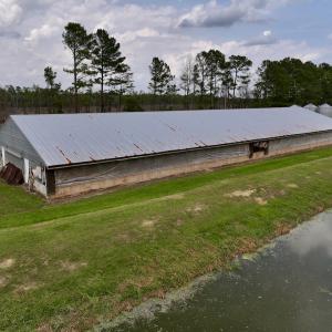Photo #19 of 481 Nine Mile Rd, Maple Hill, NC 65.3 acres