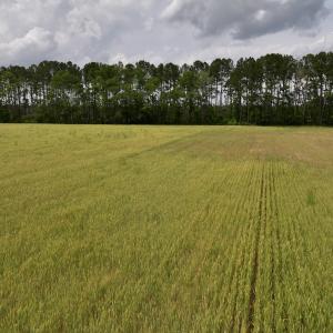 Photo #22 of 481 Nine Mile Rd, Maple Hill, NC 65.3 acres