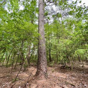 Photo #28 of 481 Nine Mile Rd, Maple Hill, NC 65.3 acres